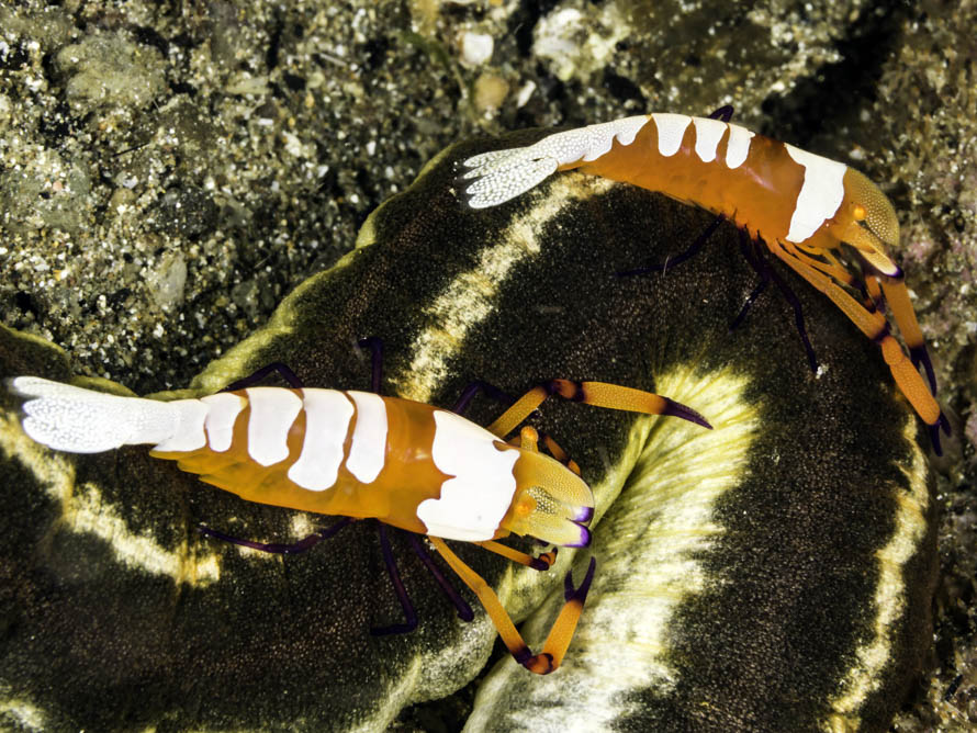 Zenopontonia rex 